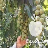 فروش انواع سیاه ریشه با ضمانت کتبی در مهاباد در گروه خرید فروش نهال - انواع گردو پسته بادام سلطانی انگور در یکمیوه