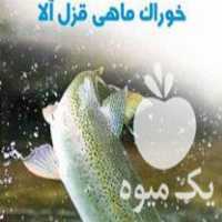 فروش خوراک ماهی قزل و کپور در اصفهان در گروه انواع ماهی - سالمون شیر کپور قرمز شوریده سفید گوپی مرکب در یکمیوه