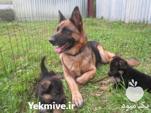 فروش سگ ژرمن شپرد بالغ و توله در کرج در گروه سگ و گربه _ نگهبان هاسکی ژرمن دوبرمن سرابی در یکمیوه -عکس1