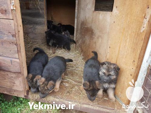 فروش سگ ژرمن شپرد توله در تهران در گروه سگ و گربه _ نگهبان هاسکی ژرمن دوبرمن سرابی در یکمیوه -عکس1