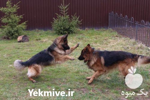 فروش سگ ژرمن شپرد در تهران در گروه سگ و گربه _ نگهبان هاسکی ژرمن دوبرمن سرابی در یکمیوه -عکس1