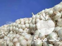 فروش بذر پیاز سفید در اصفهان در گروه خرید فروش عمده پیاز - قرمز سفید زرد ترشی تازه انباری در یکمیوه -عکس1