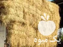 فروش کاه برنج کمل کاه کلزا خشک در آمل در گروه خوراک دام و طیور - پرواری شیری علوفه یونجه در یکمیوه -عکس1