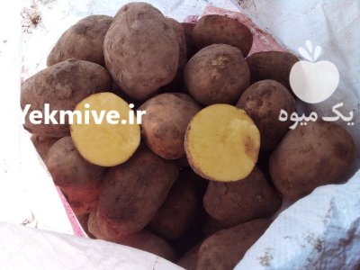 سیب زمینی اگریا 99 قوچان و خوراک در خراسان رضوی در گروه خرید فروش عمده سیب زمینی - زودرس دیررس آگریا اسپریت اردبیل همدان در یکمیوه -عکس1