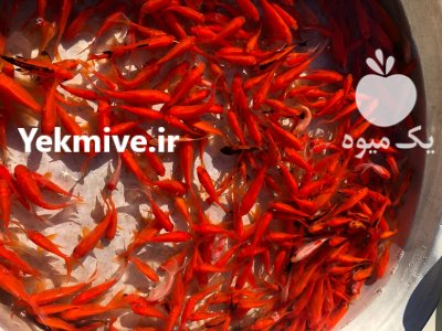 ماهی قرمز و غذای ماهی در آزادشهر در گروه انواع ماهی - سالمون شیر کپور قرمز شوریده سفید گوپی مرکب در یکمیوه -عکس1