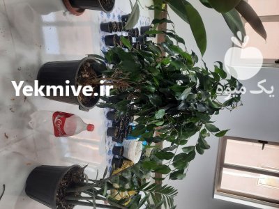 گلکده ارغوان در ساری در گروه خرید فروش عمده انواع گل - پروش قاشقی موسی ساکولنت بن سای در یکمیوه -عکس1