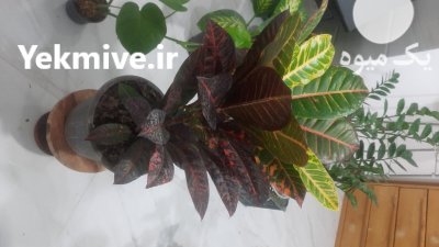 گلکده ارغوان در ساری در گروه خرید فروش عمده انواع گل - پروش قاشقی موسی ساکولنت بن سای در یکمیوه -عکس2