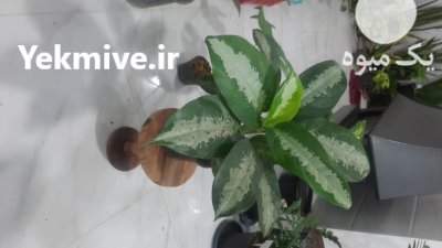 گلکده ارغوان در ساری در گروه خرید فروش عمده انواع گل - پروش قاشقی موسی ساکولنت بن سای در یکمیوه -عکس3