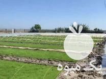 فروش بانک نشا قنبریان در ساری در گروه خرید فروش نشا - انواع گوجه برنج کاهو پیاز کاری فرنگی در یکمیوه -عکس1