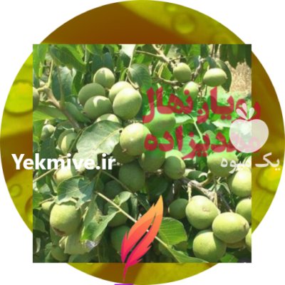 رویان نهال در تهران در گروه خرید فروش نهال - انواع گردو پسته بادام سلطانی انگور در یکمیوه -عکس1