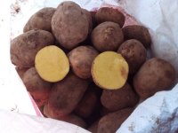 سیب زمینی اگریا 99 قوچان و خوراک در خراسان رضوی در گروه خرید فروش عمده سیب زمینی - زودرس دیررس آگریا اسپریت اردبیل همدان در یکمیوه