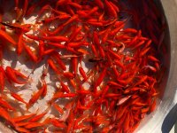 ماهی قرمز و غذای ماهی در آزادشهر در گروه انواع ماهی - سالمون شیر کپور قرمز شوریده سفید گوپی مرکب در یکمیوه