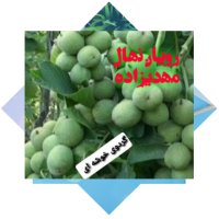 رویان نهال منصور مهدیزاده در میاندوآب در گروه خرید فروش نهال - انواع گردو پسته بادام سلطانی انگور در یکمیوه
