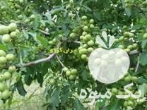 فروش نهال گردو نهال گردوی پیوندی در تهران در گروه خرید فروش نهال - انواع گردو پسته بادام سلطانی انگور در یکمیوه -عکس1