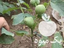 فروش انواع نهال های پیوندی و اصلاح شده در ساوه در گروه خرید فروش نهال - انواع گردو پسته بادام سلطانی انگور در یکمیوه -عکس1