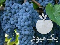 فروش انواع و ارقام های مختلف نهال میوه زود رس در پیرانشهر در گروه خرید فروش نهال - انواع گردو پسته بادام سلطانی انگور در یکمیوه -عکس1