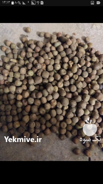 قره کره بذری و خوراک دامی در بروجرد در گروه خوراک دام و طیور - پرواری شیری علوفه یونجه در یکمیوه -عکس1