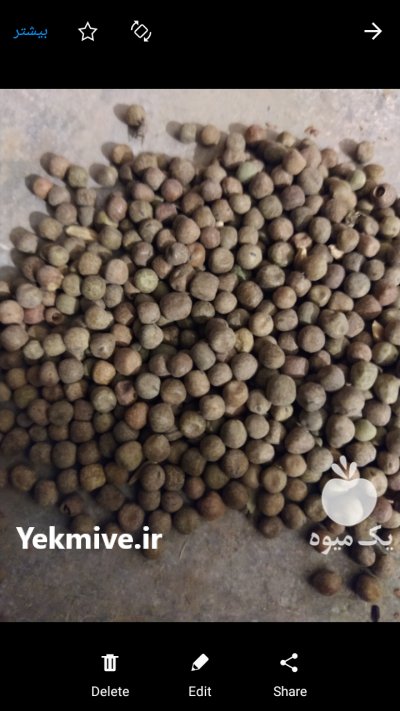 قره کره بذری و خوراک دامی در بروجرد در گروه خوراک دام و طیور - پرواری شیری علوفه یونجه در یکمیوه -عکس2