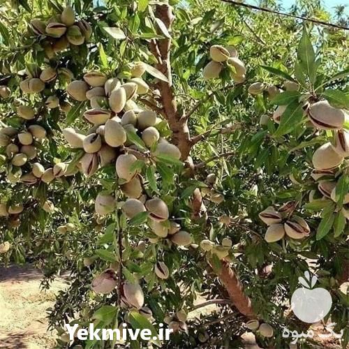 فروش تولید و عرضه نهال بادام خوشه ای به کلیه نقاط کشور در البرز در گروه خرید فروش نهال - انواع گردو پسته بادام سلطانی انگور در یکمیوه -عکس1