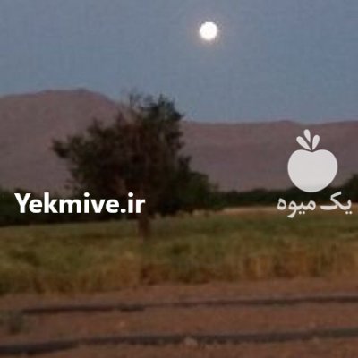فروش زمین کشاورزی در وزوان در گروه زمین کشاورزی - فروشی اجاره ای فروش دیم زراعی هکتار در یکمیوه -عکس1