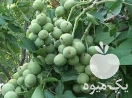 فروش نهال گردوی کاغذی در تویسرکان در همدان در گروه خرید فروش نهال - انواع گردو پسته بادام سلطانی انگور در یکمیوه -عکس1