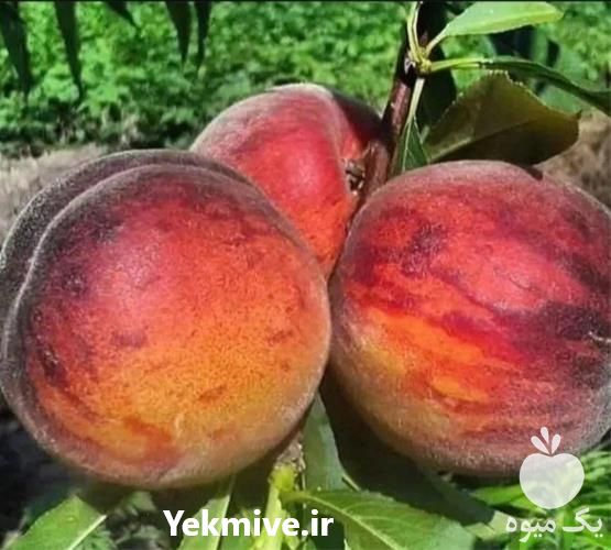 خرید نهال هلو در آذربایجان غربی در گروه خرید فروش نهال - انواع گردو پسته بادام سلطانی انگور در یکمیوه -عکس1