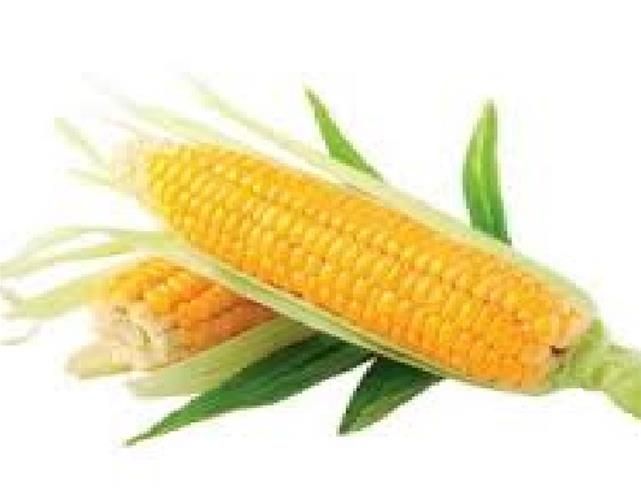 فروش ویژه بذر ذرت شیرین مسنجر در کرمان  در گروه خرید فروش بذر - انواع محصول کشاورزی گوجه کتان میوه درخت در یکمیوه -عکس1