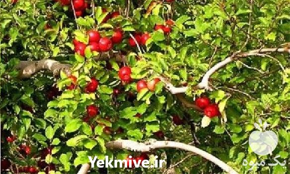 فروش نهال سیب قرمز و سیب گلاب پایه رویشی درجه 1 در بوشهر در گروه خرید فروش نهال - انواع گردو پسته بادام سلطانی انگور در یکمیوه -عکس1