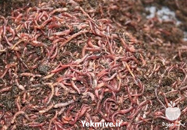 خرید و فروش کرم ایزینیا فوتیدا در تهران در گروه سایر محصولات دام و طیور در یکمیوه -عکس1