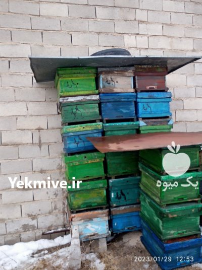 کندو زنبور عسل در شاهین دژ در گروه زنبورعسل - زنبورداری نوین صنعتی مدرن کندو در یکمیوه -عکس2