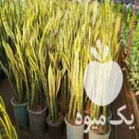 فروش سانسوریا ابلق خوشگل تعداد در تنکابن در گروه خرید فروش عمده گیاهان زینتی - گرمسیری آپارتمانی باغچه آب در یکمیوه