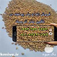 فروش بذر یونجه همدانی در اصفهان در گروه خرید فروش بذر - انواع محصول کشاورزی گوجه کتان میوه درخت در یکمیوه