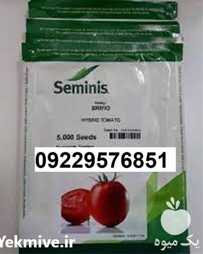 فروش بذر گوجه فرنگی بریویو اصل ؛ سایز 120 تا 130 در ایلام در گروه خرید فروش بذر - انواع محصول کشاورزی گوجه کتان میوه درخت در یکمیوه -عکس1