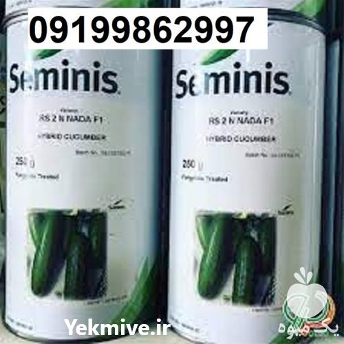 قیمت مناسب بذر خیار رویال پر فروش در اصفهان در گروه خرید فروش بذر - انواع محصول کشاورزی گوجه کتان میوه درخت در یکمیوه -عکس1