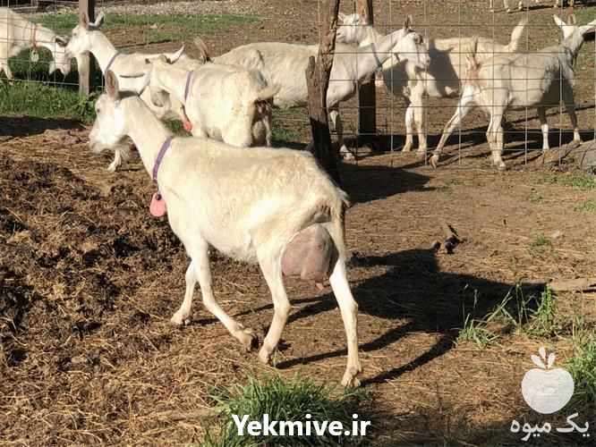 فروش بز وارداتی شناسنامه دار در اصفهان در گروه گاو و گوسفند و میش و بز کهره گوساله سمینتال در یکمیوه -عکس1