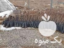 فروش نهال پسته پسته در بوئین زهرا در گروه خرید فروش نهال - انواع گردو پسته بادام سلطانی انگور در یکمیوه -عکس1