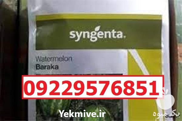 بذر هندوانه باراکا پرفروش اصل با نازلترین قیمت در کرمان  در گروه خرید فروش بذر - انواع محصول کشاورزی گوجه کتان میوه درخت در یکمیوه -عکس1