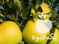 فروش ارقام نهال سیب در کرمانشاه در گروه خرید فروش نهال - انواع گردو پسته بادام سلطانی انگور در یکمیوه -عکس1