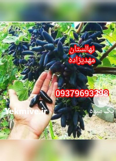 نهال (رویان )نهال مهدیزاده در رضویه در گروه خرید فروش نهال - انواع گردو پسته بادام سلطانی انگور در یکمیوه -عکس2