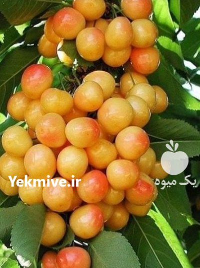 نهال (رویان )نهال مهدیزاده در رضویه در گروه خرید فروش نهال - انواع گردو پسته بادام سلطانی انگور در یکمیوه -عکس3