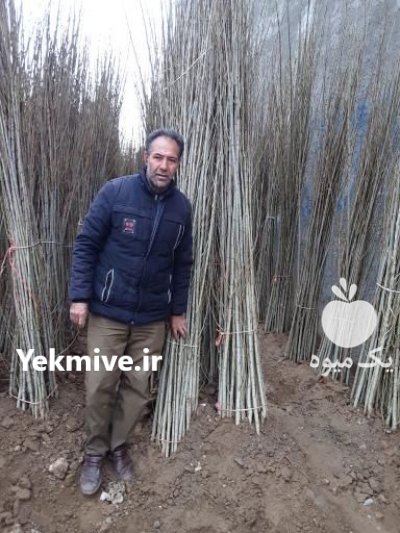 رویان نهال منصور مهدیزاده در خلیل شهر در گروه خرید فروش نهال - انواع گردو پسته بادام سلطانی انگور در یکمیوه -عکس1