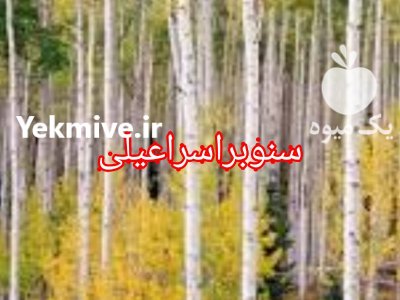 رویان نهال منصور مهدیزاده در خلیل شهر در گروه خرید فروش نهال - انواع گردو پسته بادام سلطانی انگور در یکمیوه -عکس2