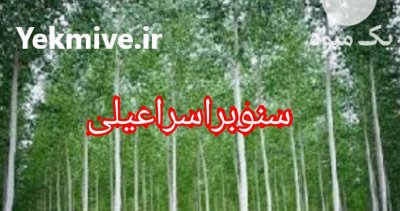 رویان نهال منصور مهدیزاده در رشت در گروه خرید فروش نهال - انواع گردو پسته بادام سلطانی انگور در یکمیوه -عکس1