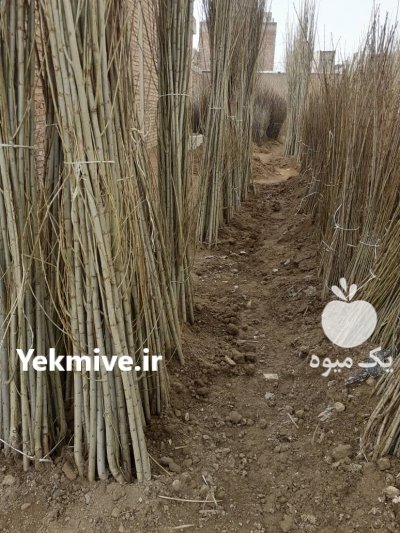 رویان نهال منصور مهدیزاده در رشت در گروه خرید فروش نهال - انواع گردو پسته بادام سلطانی انگور در یکمیوه -عکس2