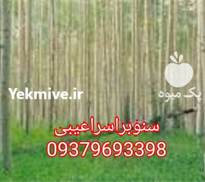 رویان نهال منصور مهدیزاده در رشت در گروه خرید فروش نهال - انواع گردو پسته بادام سلطانی انگور در یکمیوه -عکس3