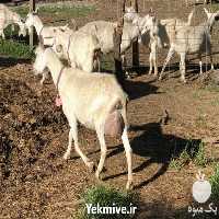 فروش بز وارداتی شناسنامه دار در اصفهان در گروه گاو و گوسفند و میش و بز کهره گوساله سمینتال در یکمیوه