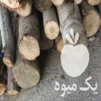 فروش چوب صنوبر زردآلو سیب در خمین در گروه خرید فروش عمده چوب و زغال- زغال چوب گردو تبریزی خام در یکمیوه