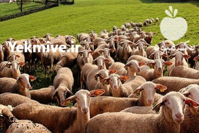 گوسفند لاکن چند قلو زا و شیری در اصفهان در گروه گاو و گوسفند و میش و بز کهره گوساله سمینتال در یکمیوه -عکس2