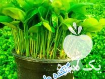 فروش سبزه نارنج در بابل  در گروه خرید فروش عمده نارنج - میوه شمال جنوب خرید و فروش عمده در یکمیوه -عکس1