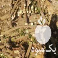 فروش چوب لیموترش در دهدشت در گروه خرید فروش عمده چوب و زغال- زغال چوب گردو تبریزی خام در یکمیوه